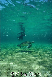 Turtle and diver, startling school of fish.
Nikonos v , ... by Mike Clark 
